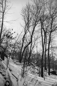 黑色和白色风格的大树在冬天的时间