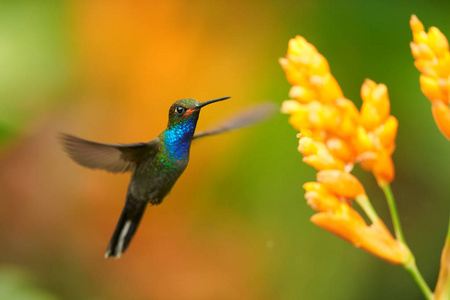 白喉咙翠鸟图片-白喉咙翠鸟素材-白喉咙翠鸟插画-摄图新视界