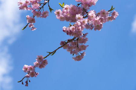 樱花枝或樱花在蓝天公园图片