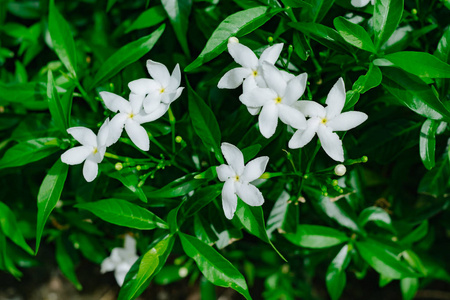 茉莉花花树