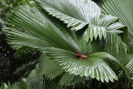 东南亚植物图片