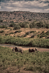 在南非野生动物大象
