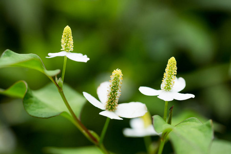 魚腥草鱼腥草鱼腥草花摄影图
