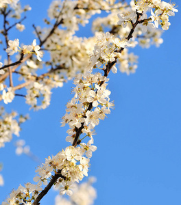 美丽的樱花树上蓝蓝的天空