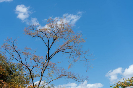樱花枝或樱花树在蓝天在公园