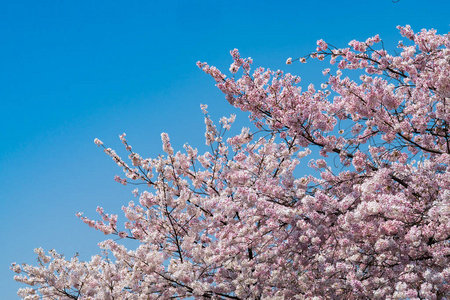樱花在蓝天上的树枝上绽放