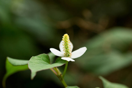 鱼腥草鱼腥草花