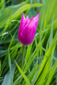 在花园里的一个美丽的春天粉色郁金香