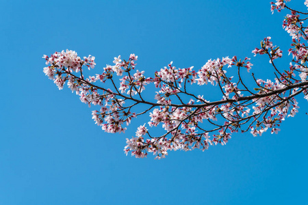 樱花的背景在两极化的蓝天上绽放