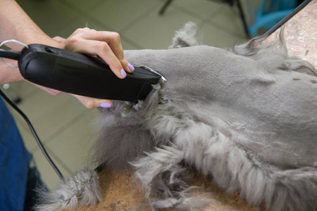 在美容院剪的波斯猫照片