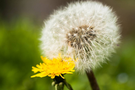 两朵花黄色和白色的 dandelion