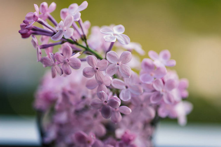 特写丁香花