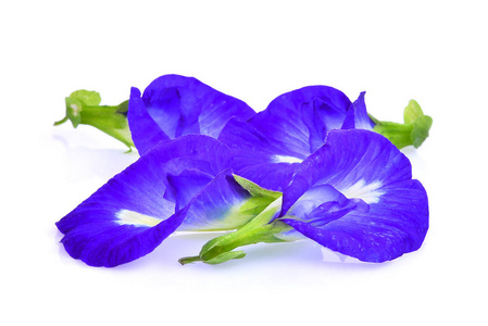 蝴蝶豌豆 蓝色豌豆 clitoria ternatea 或 aparajita 花 iso