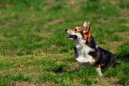 彭布罗克威尔士柯基犬图片