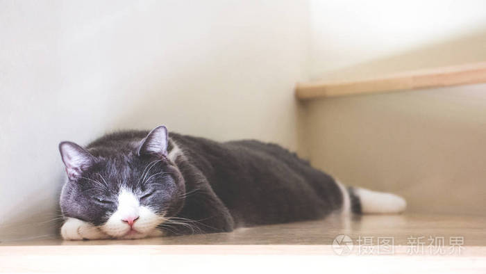 可爱的猫咪睡上木楼梯苏格兰折耳猫耳朵展开灰色和白色的颜色软的口气
