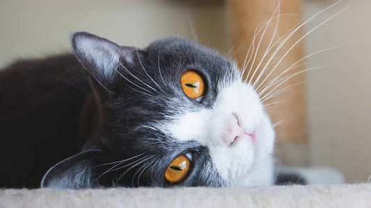 可爱的猫脸的特写。苏格兰折耳猫耳朵展现金色的眼睛和灰色和白色的体色。复古色调