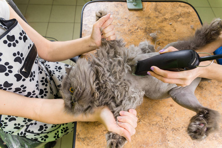 猫咪在宠物美容美发美容图片