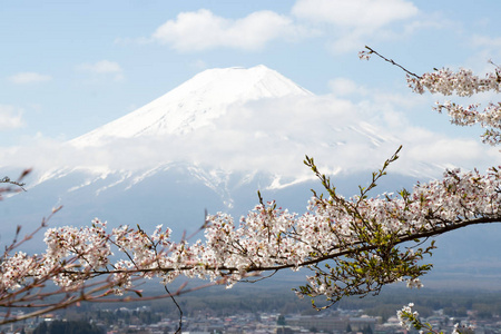 作为用樱花盛开的作为为背景的日本富士山