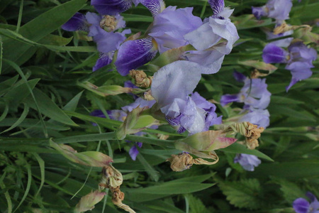 虹膜花, 美丽的春花