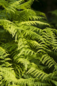 绿蕨类植物叶叶