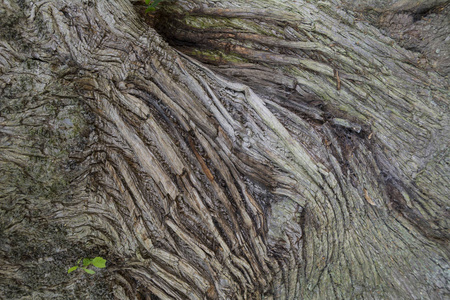 树皮背景在巨大的栗树树干在城堡地面