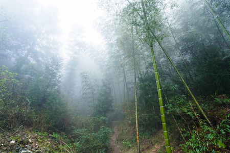 大寨地区雾雨林中的湿植物