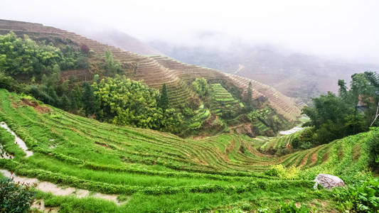 天头寨潮湿梯田水稻园景观图片