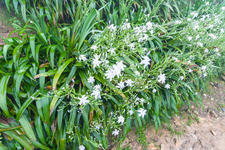 春天的潮湿灌木与白色百合花