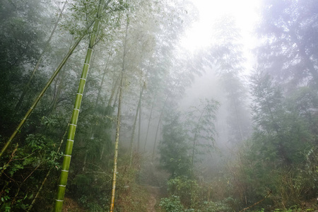 大寨地区雾雨林中的湿竹子