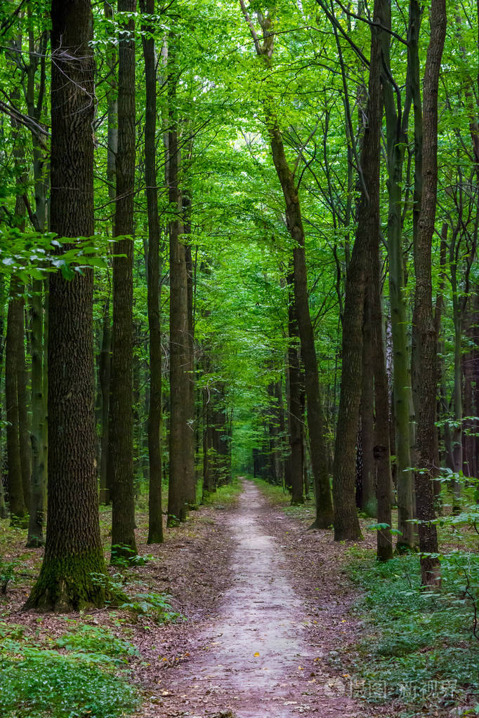 在一片绿色森林中一棵有道路的老树的照片