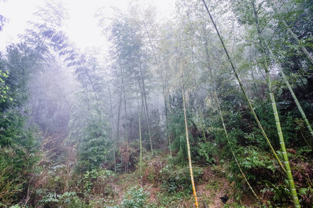 大寨地区雾雨林中的潮湿树林图片