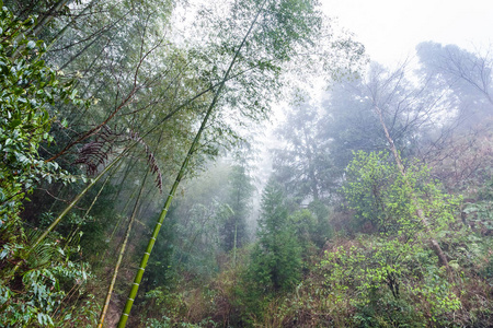 大寨地区潮湿雨林