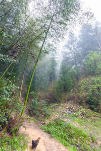 大寨村地区雨林