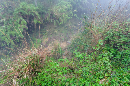 春天雨林草地上的湿小路