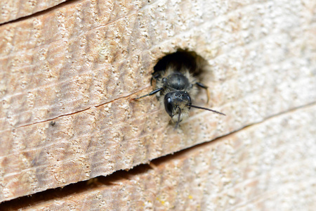 独居蜜蜂独居野生蜜蜂 (壁蜂角) 从一个洞中 tr 望照片