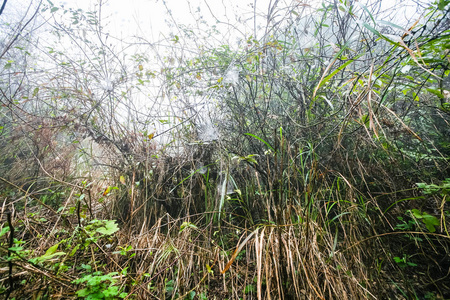 雾蒙蒙的春日雨林里的湿草