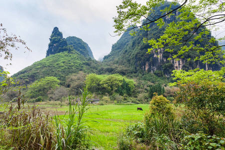 阳朔喀斯特山附近的绿色草地