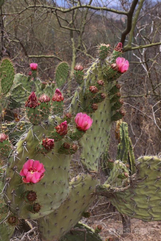 粉红仙人掌花