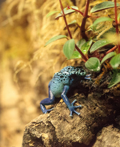 蓝毒箭蛙 Dendrobates 红花 azureus