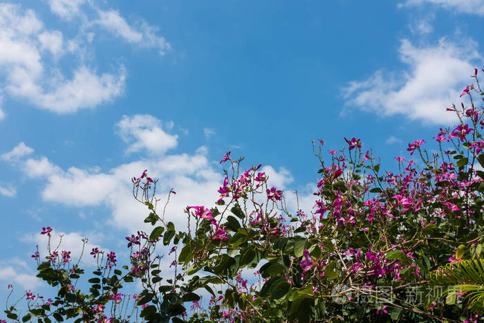 蓝色天空中的粉红色花朵与云白天户外