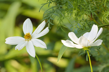 波斯菊