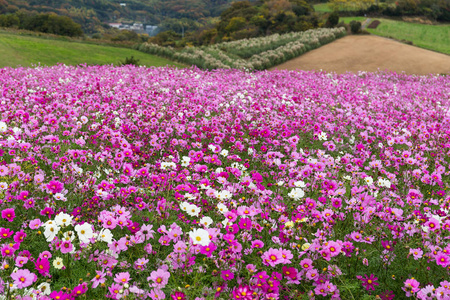 波斯菊花海盛开