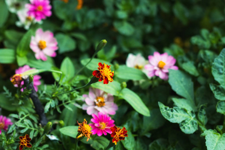 花园中的万寿菊和大丽花, 有选择的焦点