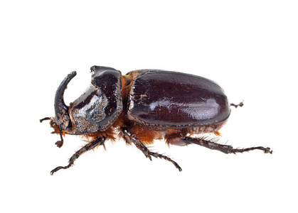 犀牛甲虫，白色背景上的图像