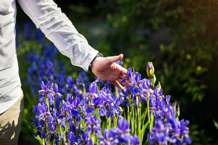 男人用手抚摸虹膜花，蓝色鸢尾花盛开花园，男人手里拿着蓝色的虹膜上绿色模糊背景，特写