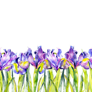 紫色，夏天，紫色，美丽，盛开的鸢尾花。水彩画。插图