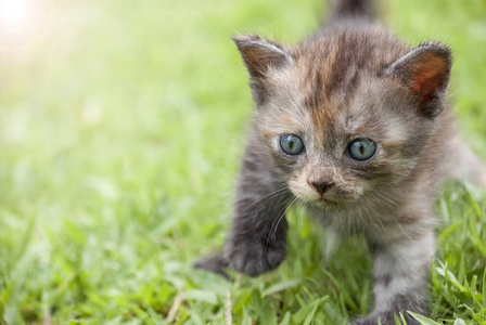 小猫走在绿色草地上