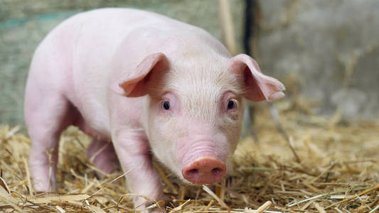 小猪新生站在农场里的一根稻草。概念的生物，动物健康，友谊，热爱大自然。素食主义者和素食主义者的风格。对动物的尊重