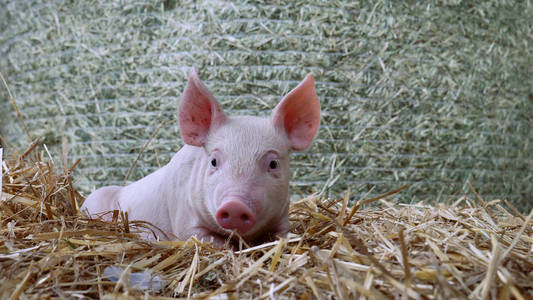 小猪新生站在农场里的一根稻草