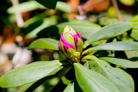 杜鹃花蕾照片
